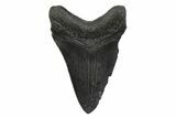 Serrated, Fossil Megalodon Tooth - South Carolina #356847-1